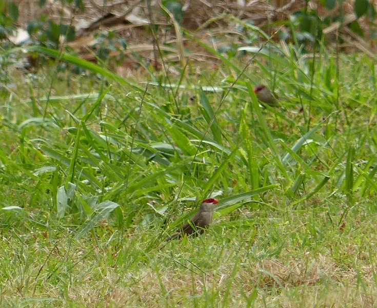 Common Waxbills